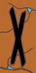 X